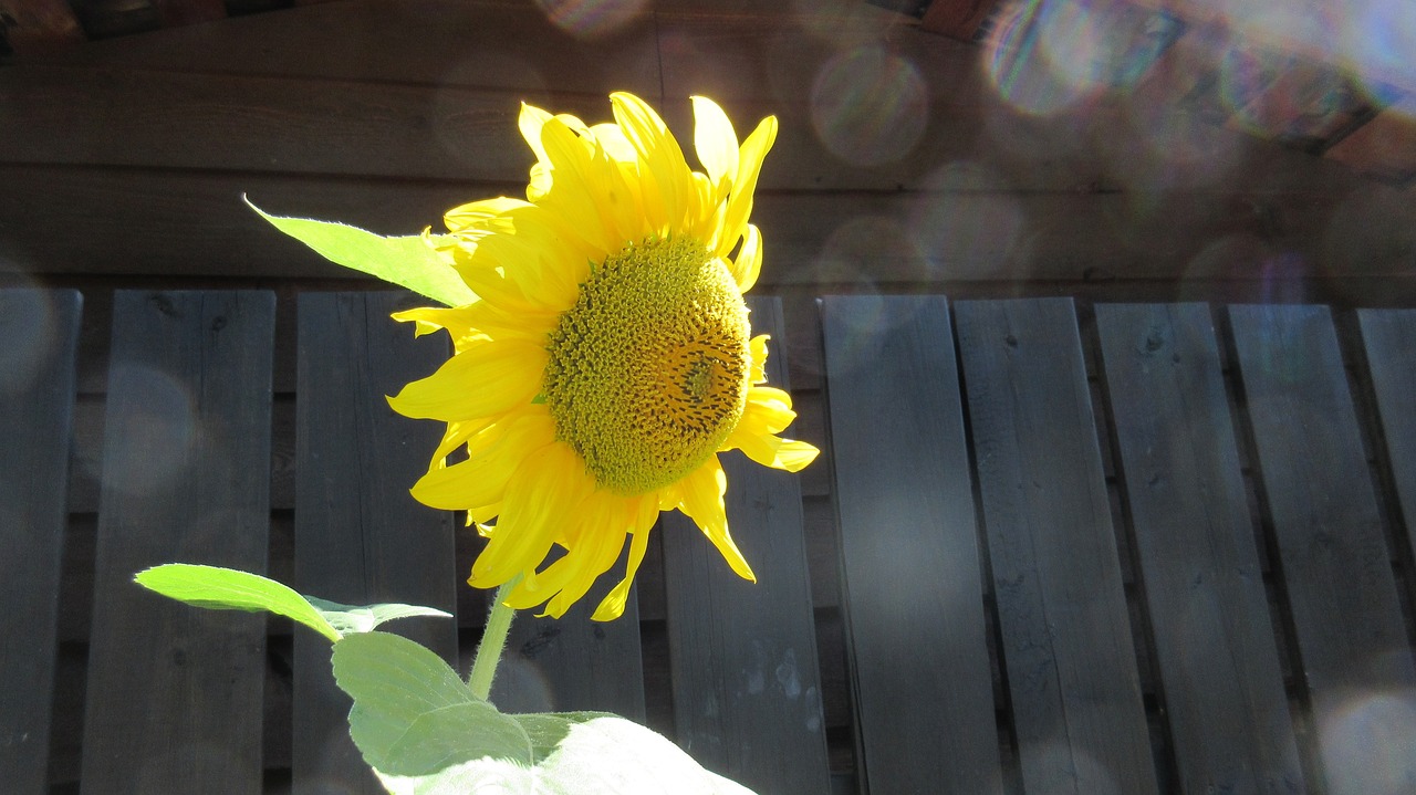 sunflower bokeh sunlight free photo