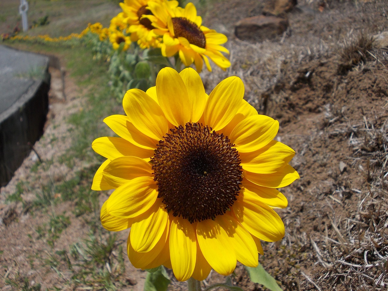 sunflower flower yellow free photo