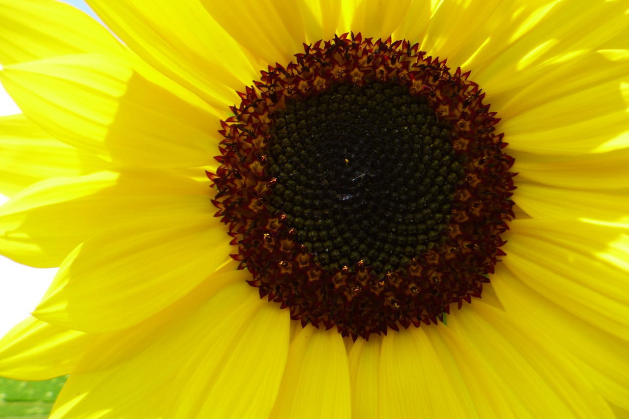 sunflower yellow flower free photo