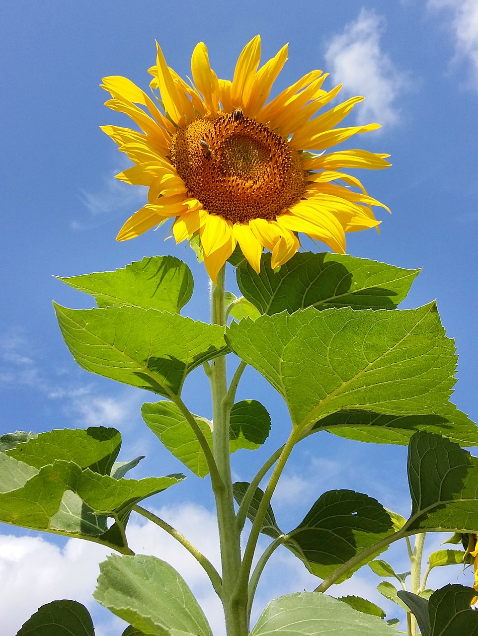 sunflower flower yellow free photo