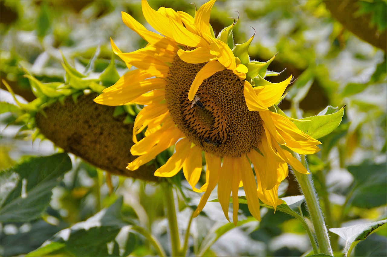 sunflower flower yellow free photo