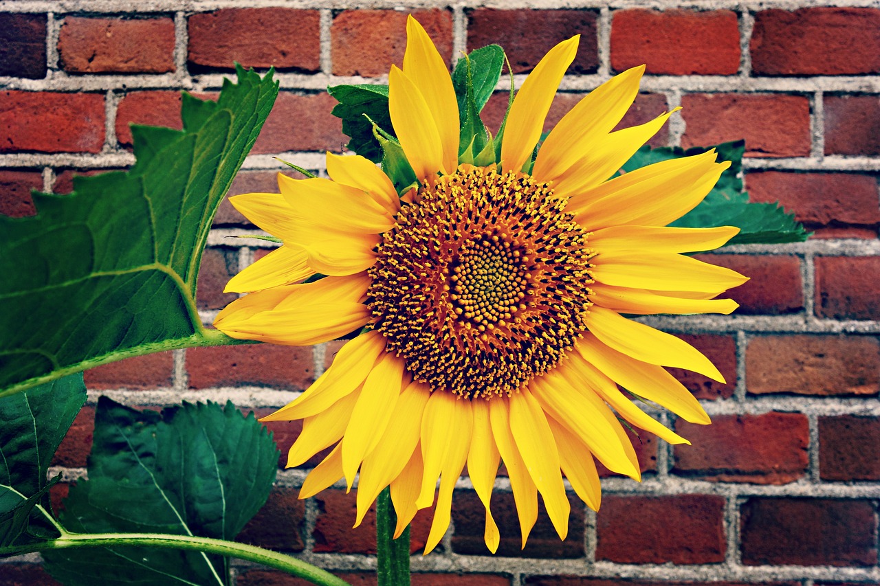 sunflower flower plant free photo
