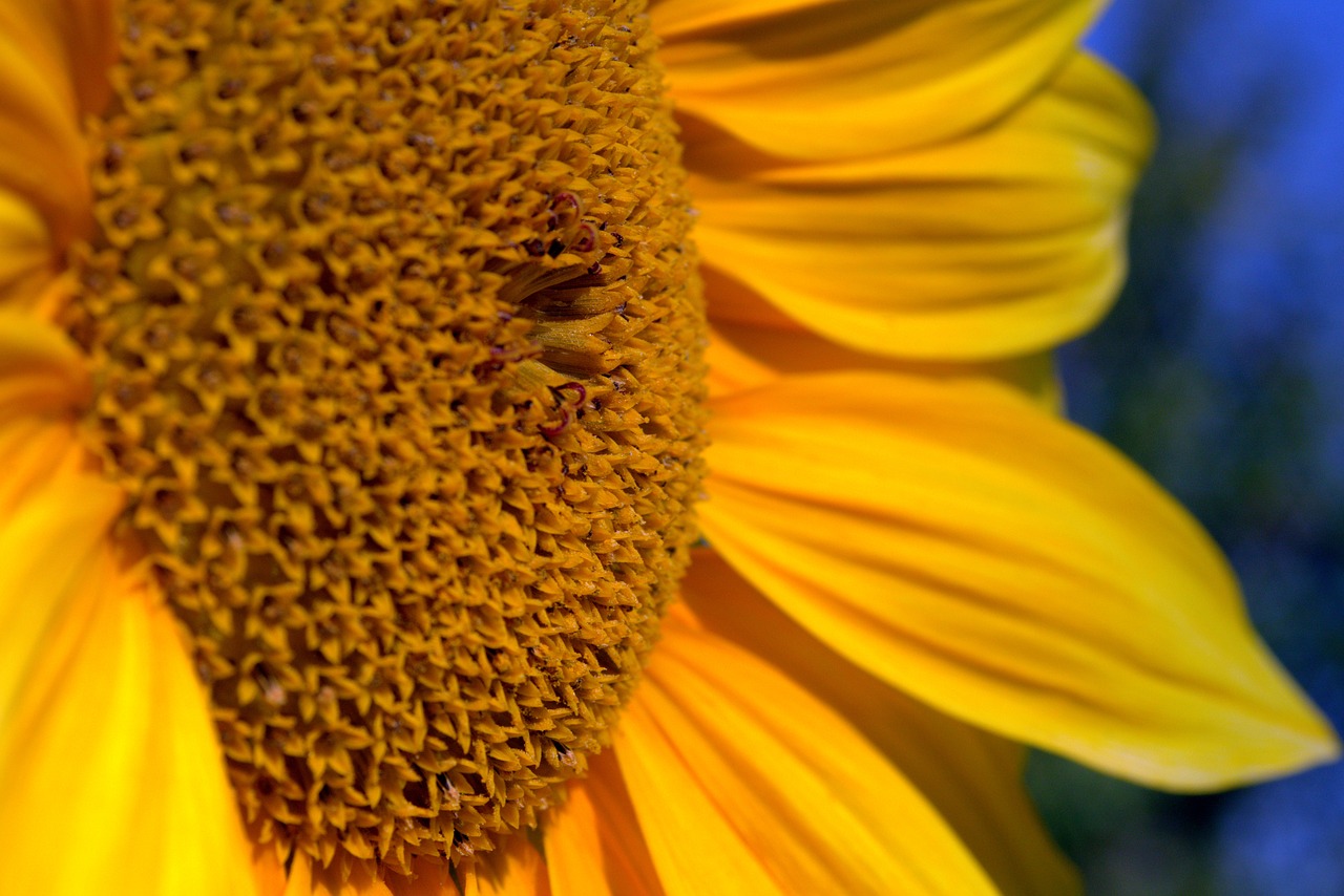 sunflower yellow garden free photo