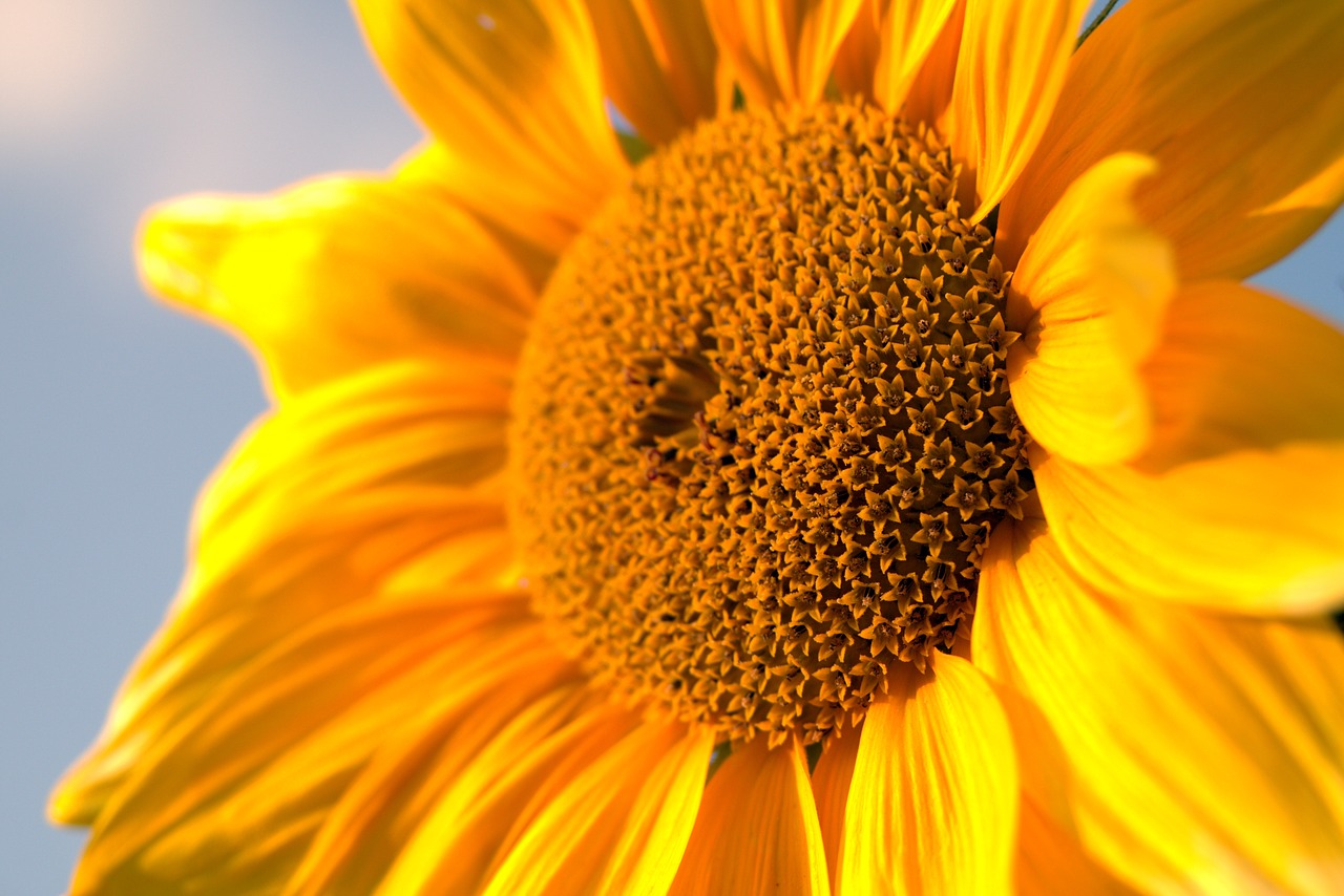 sunflower yellow garden free photo