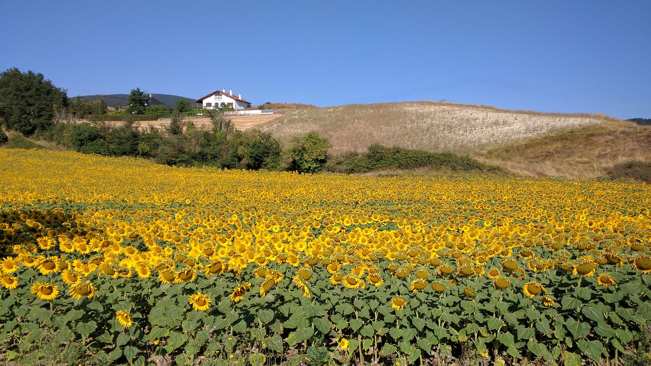 sunflower sunflower field navarre free photo