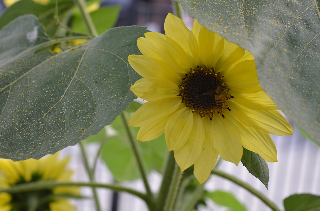 sunflower garden yellow free photo