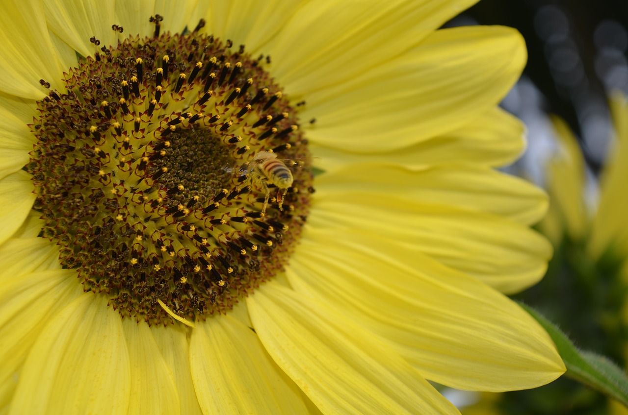 sunflower bee summer free photo