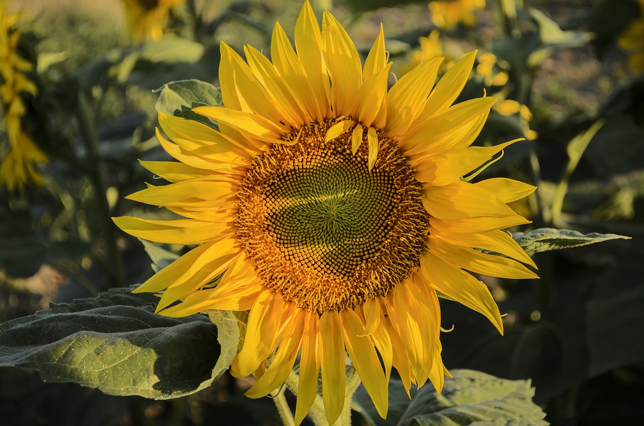 sunflower summer sunshine free photo