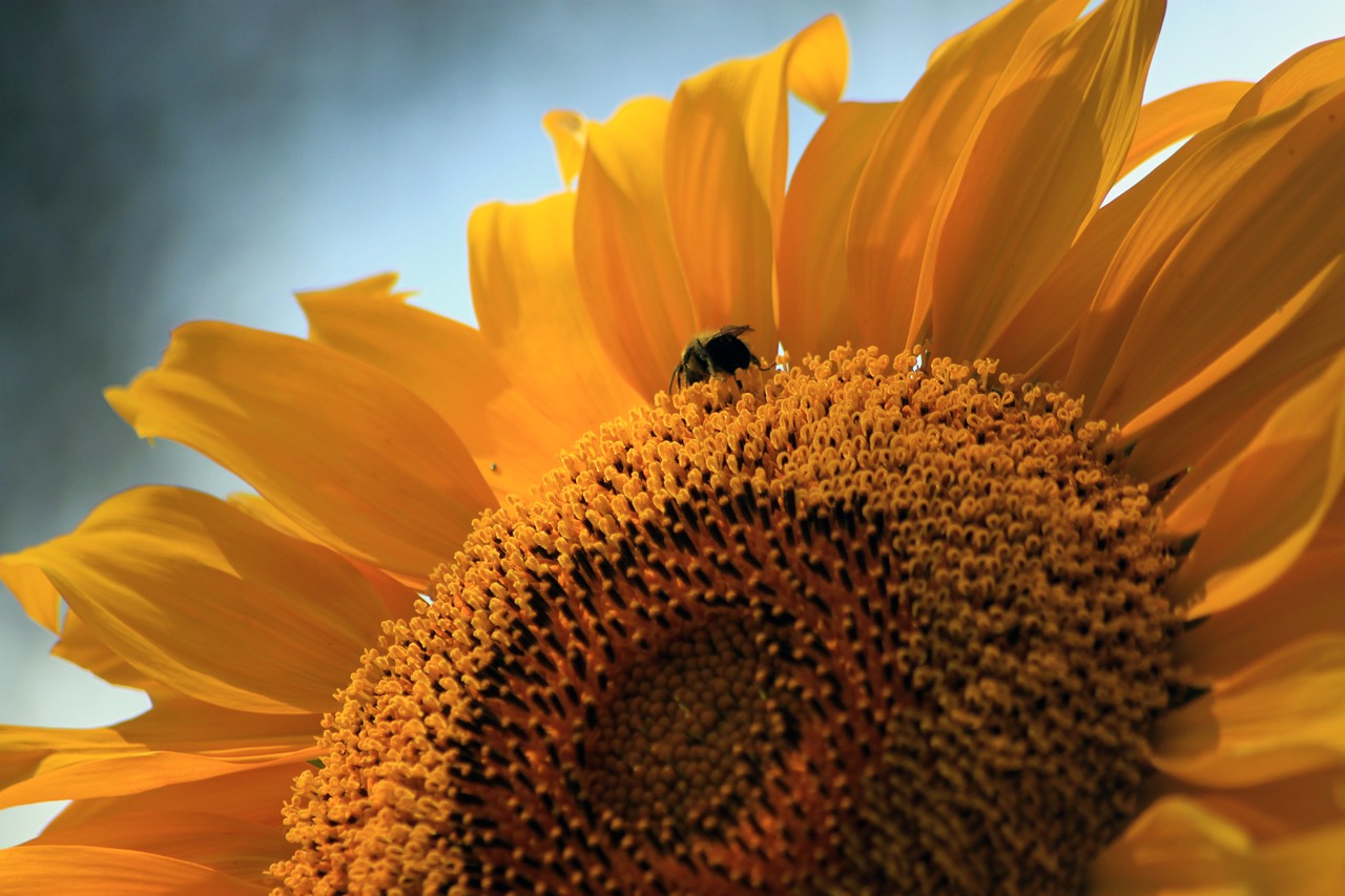 sunflower bee summer free photo