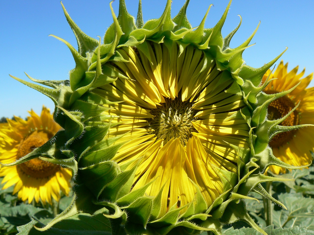 sunflower summer pollen free photo