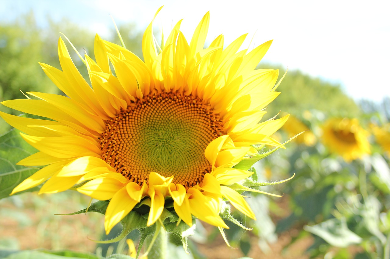 sunflower yellow summer free photo