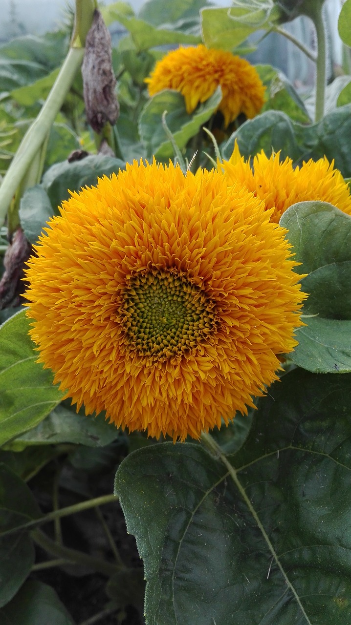 sunflower flowers nature free photo