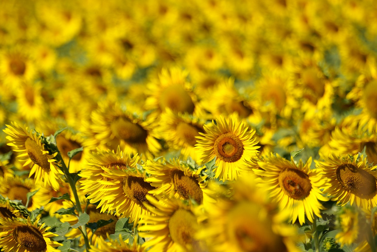 sunflower field agriculture free photo