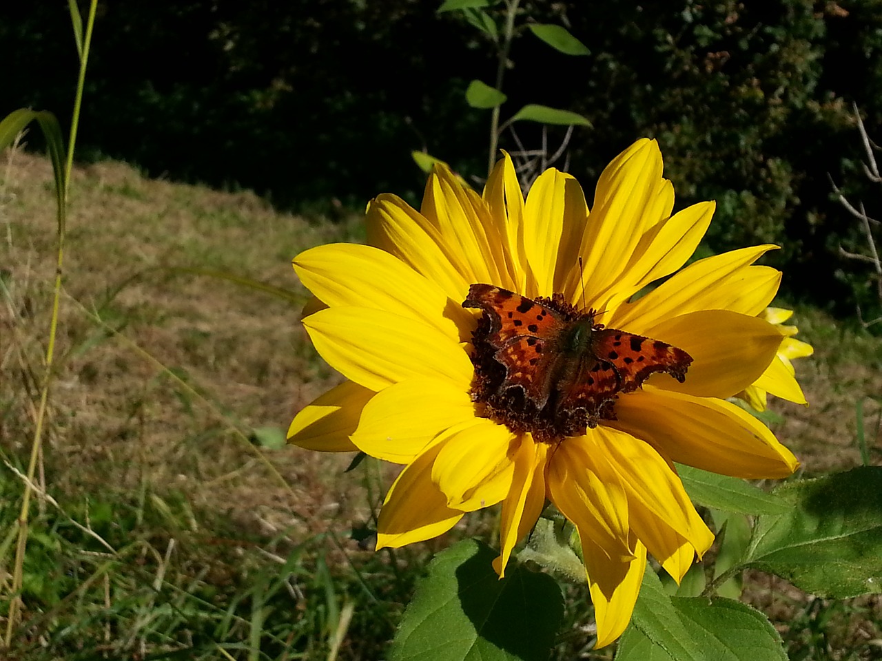 sunflower butterfly summer free photo