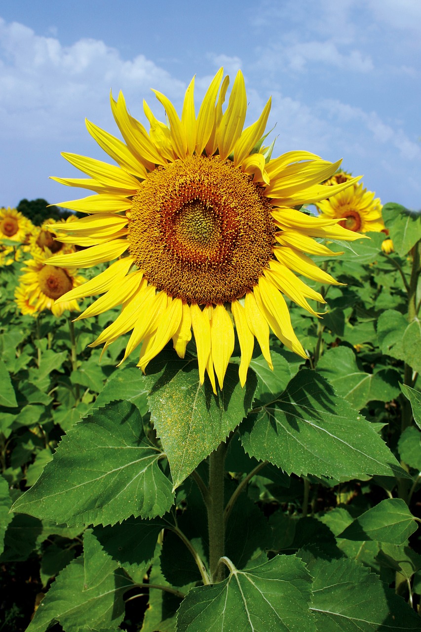 sunflower summer yellow free photo