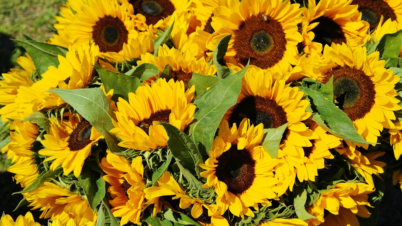 sunflower sunflower field bouquet free photo