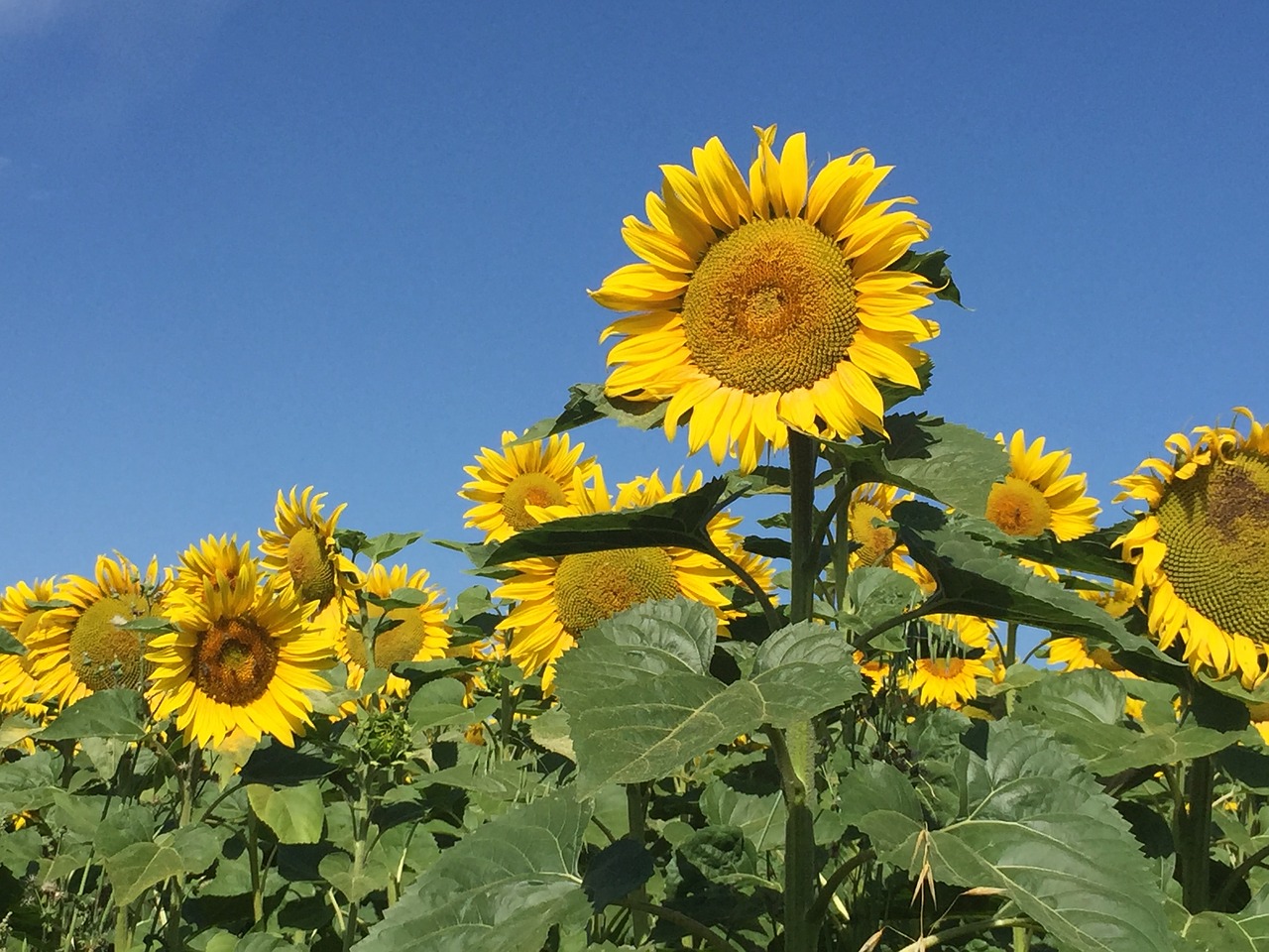 sunflower peaceful flowers free photo