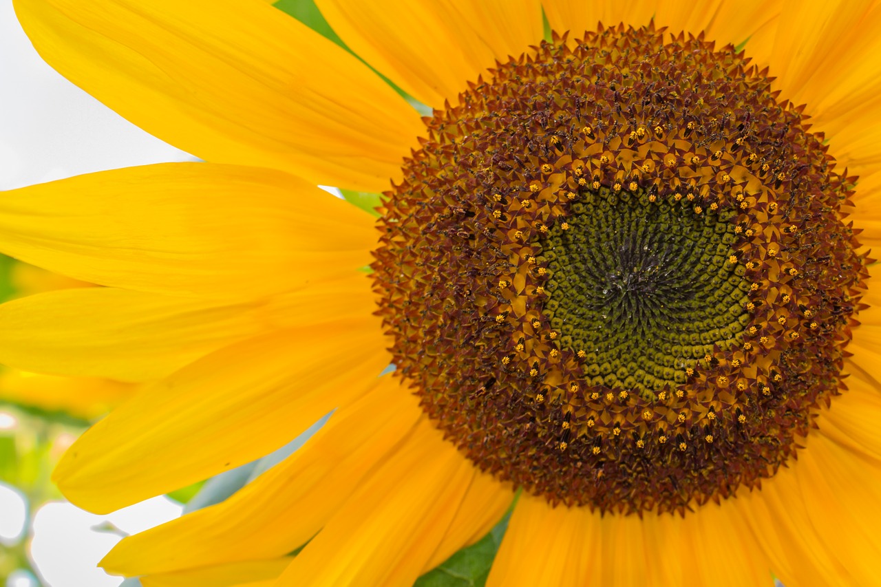 sunflower macro yellow free photo