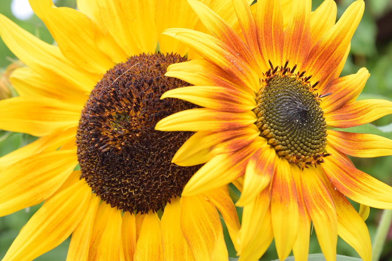 sunflower flowers summer free photo