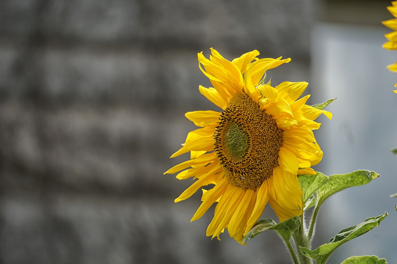 sunflower flower summer free photo