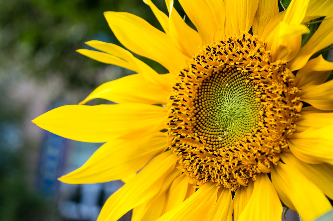 sunflower a yellow flower yellow free photo