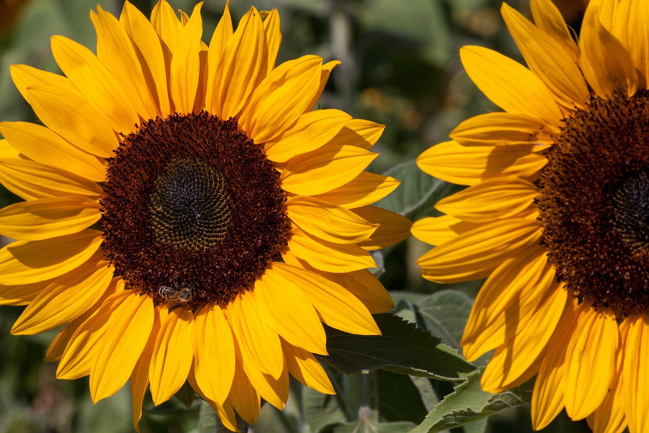 sunflower helianthus annuus composites free photo