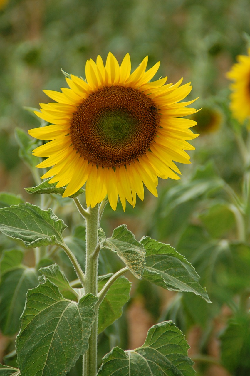 sunflower plant flower free photo