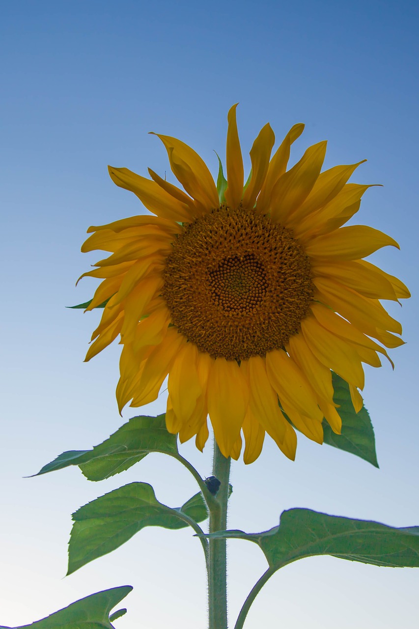 sunflower summer nature free photo