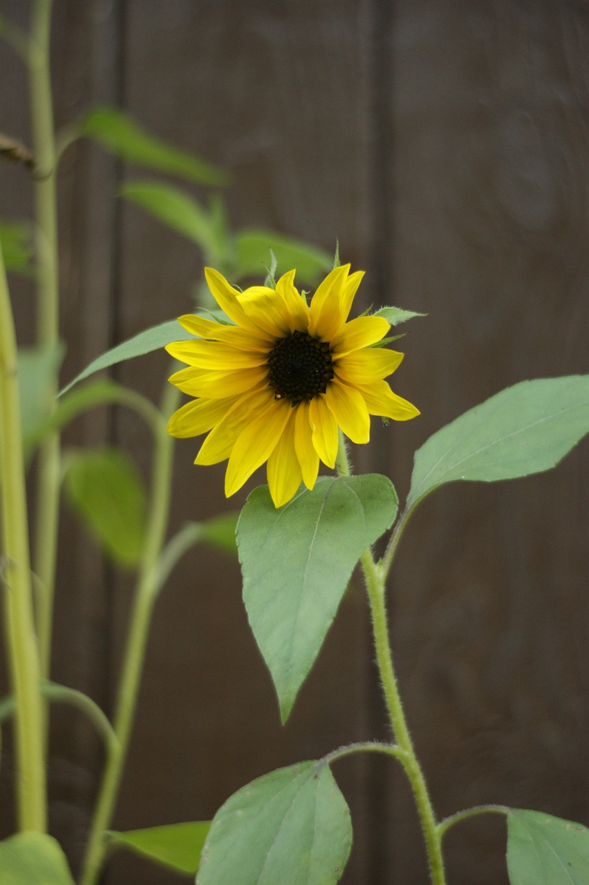 sunflower flower yellow free photo