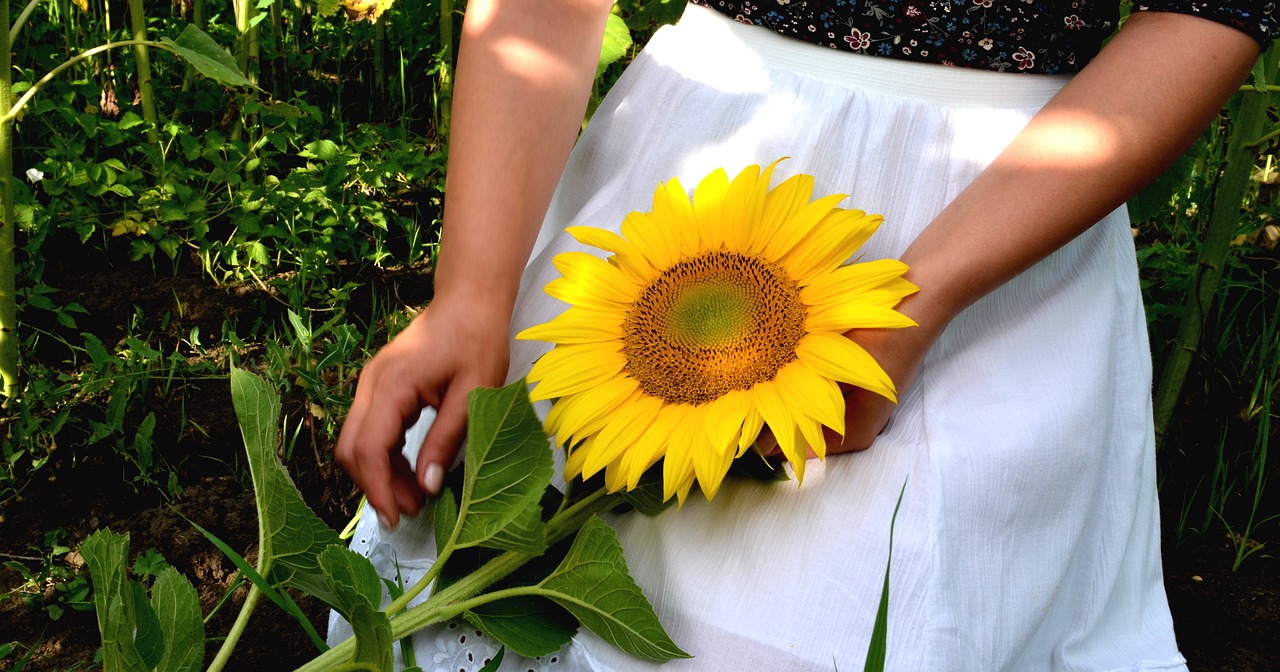 sunflower detail young woman free photo