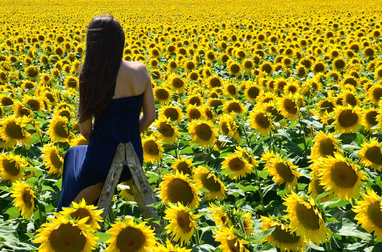 sunflower sunshine young lady free photo