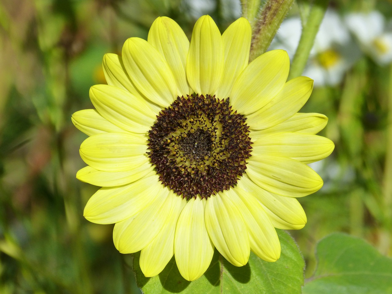 sunflower helianthus annuus flower free photo