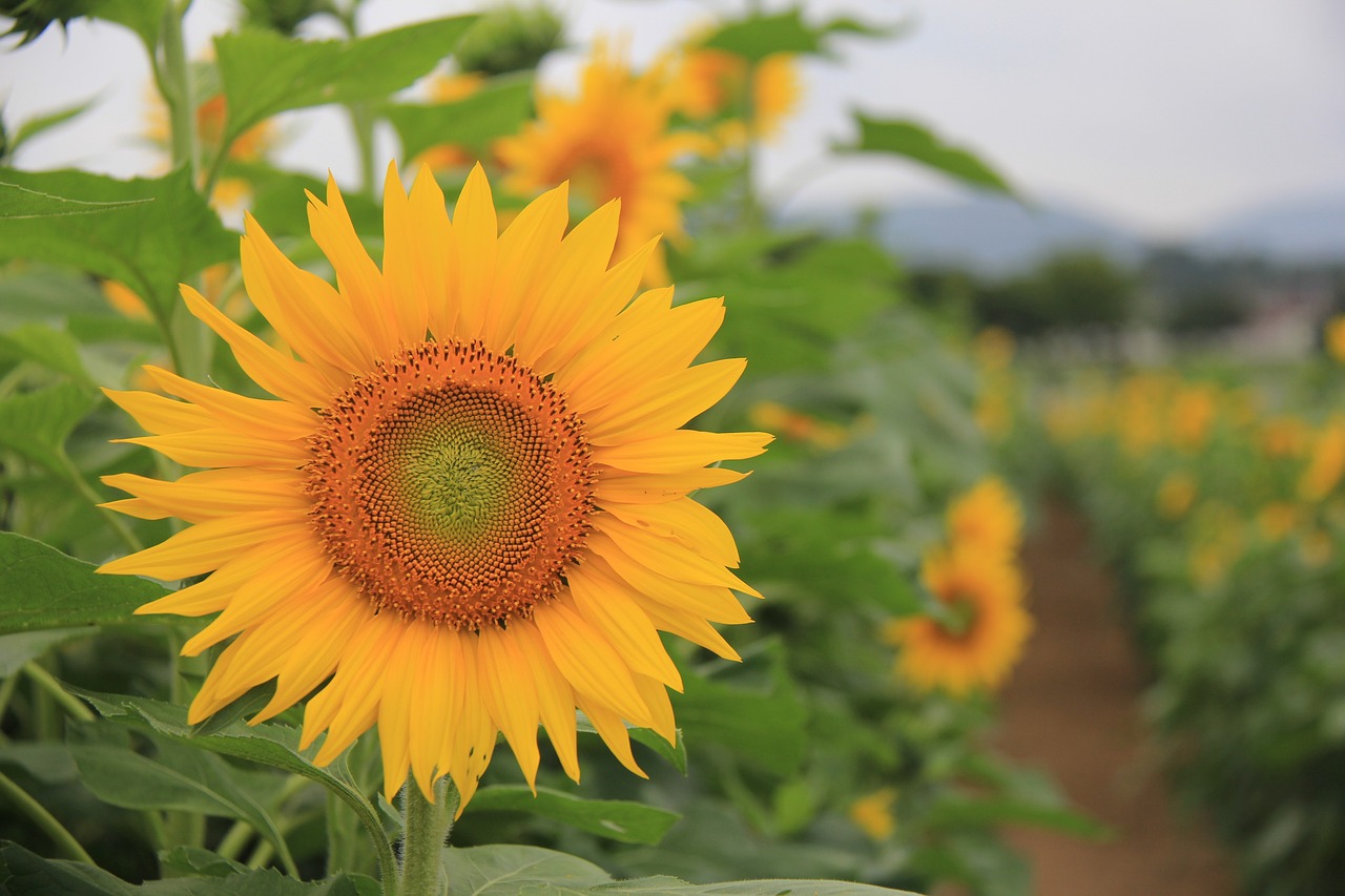 sunflower farm summer free photo