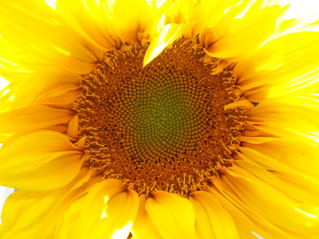 sunflower nature mobile free photo