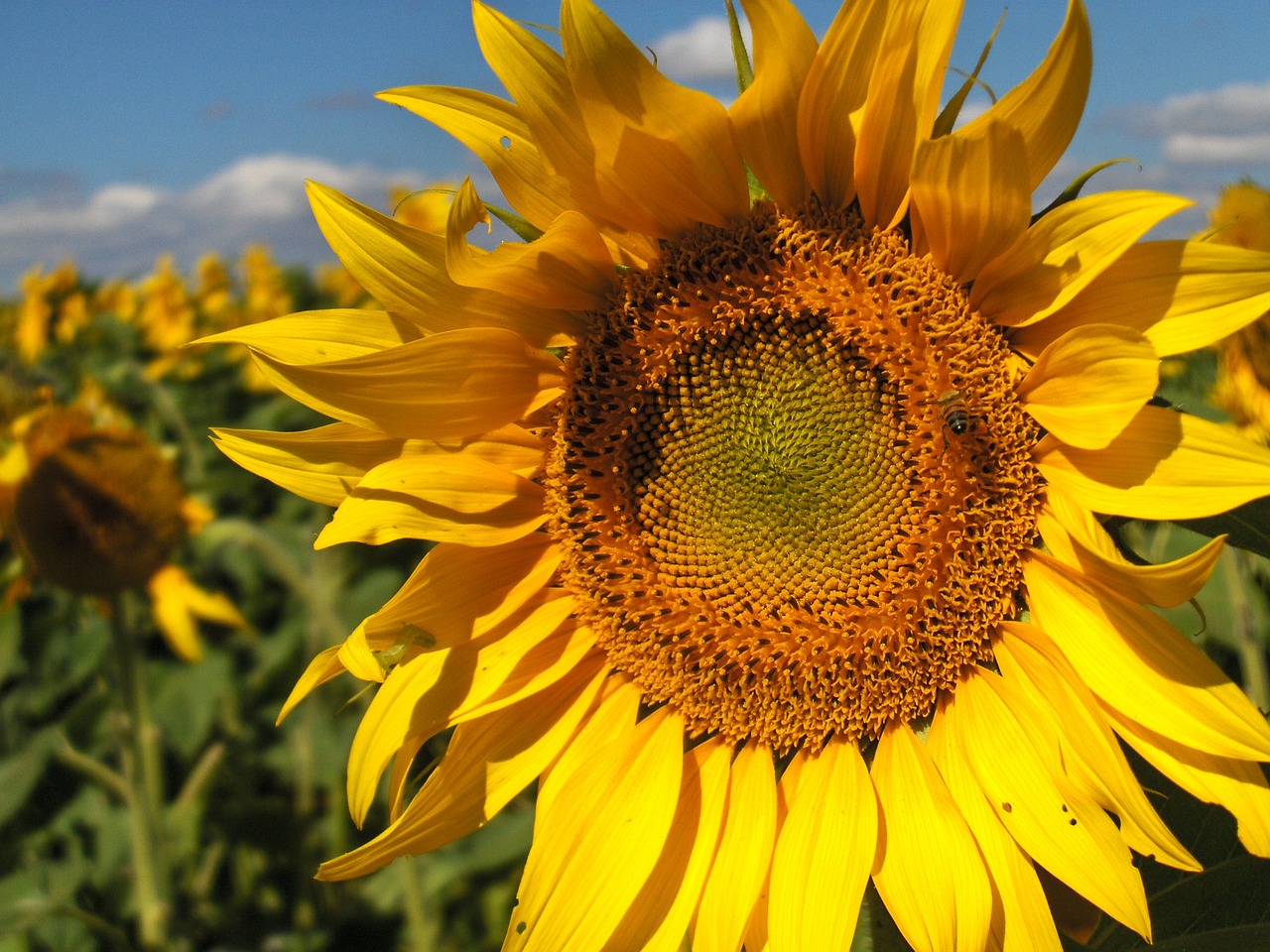 sunflower flower nature free photo