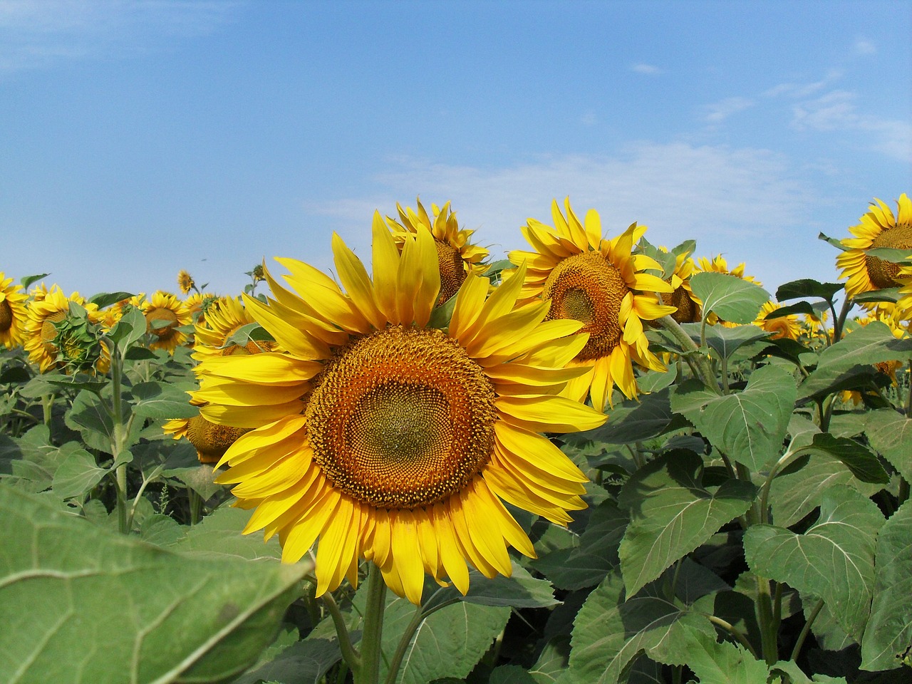 sunflower field summer free photo