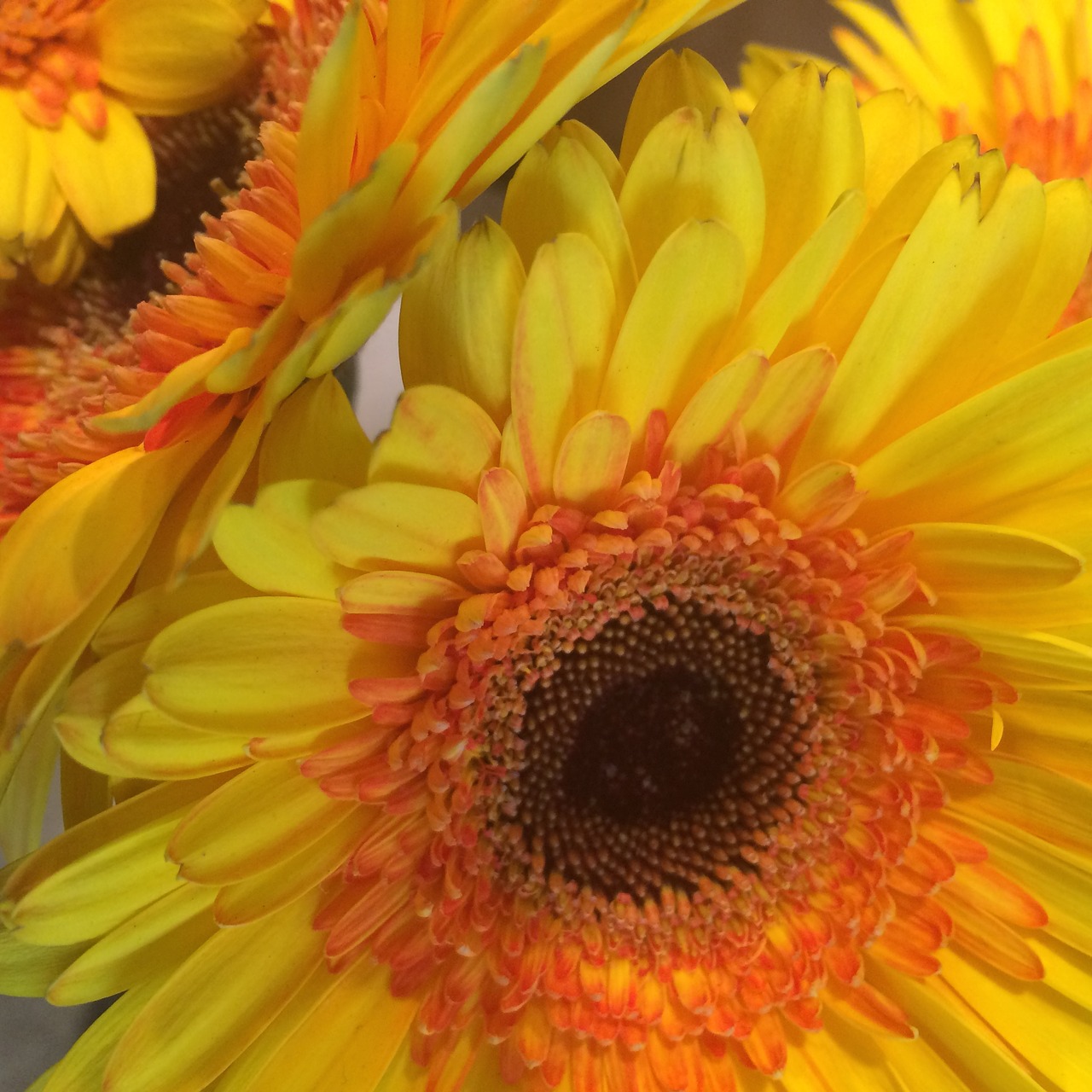 sunflower flower yellow free photo