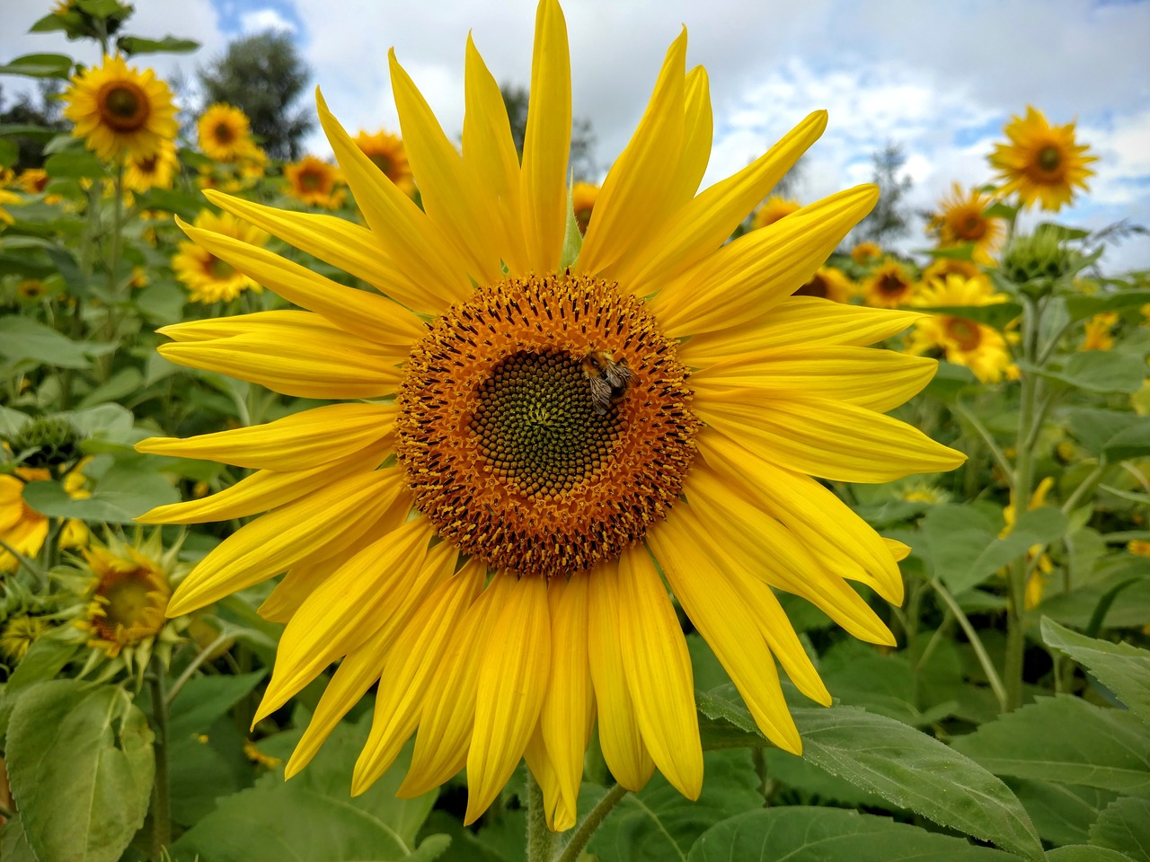 sunflower nature bee free photo