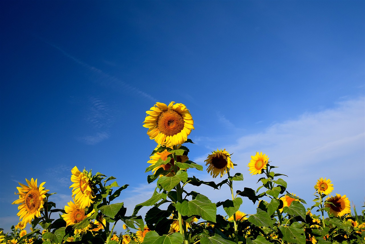 sunflower field sky free photo