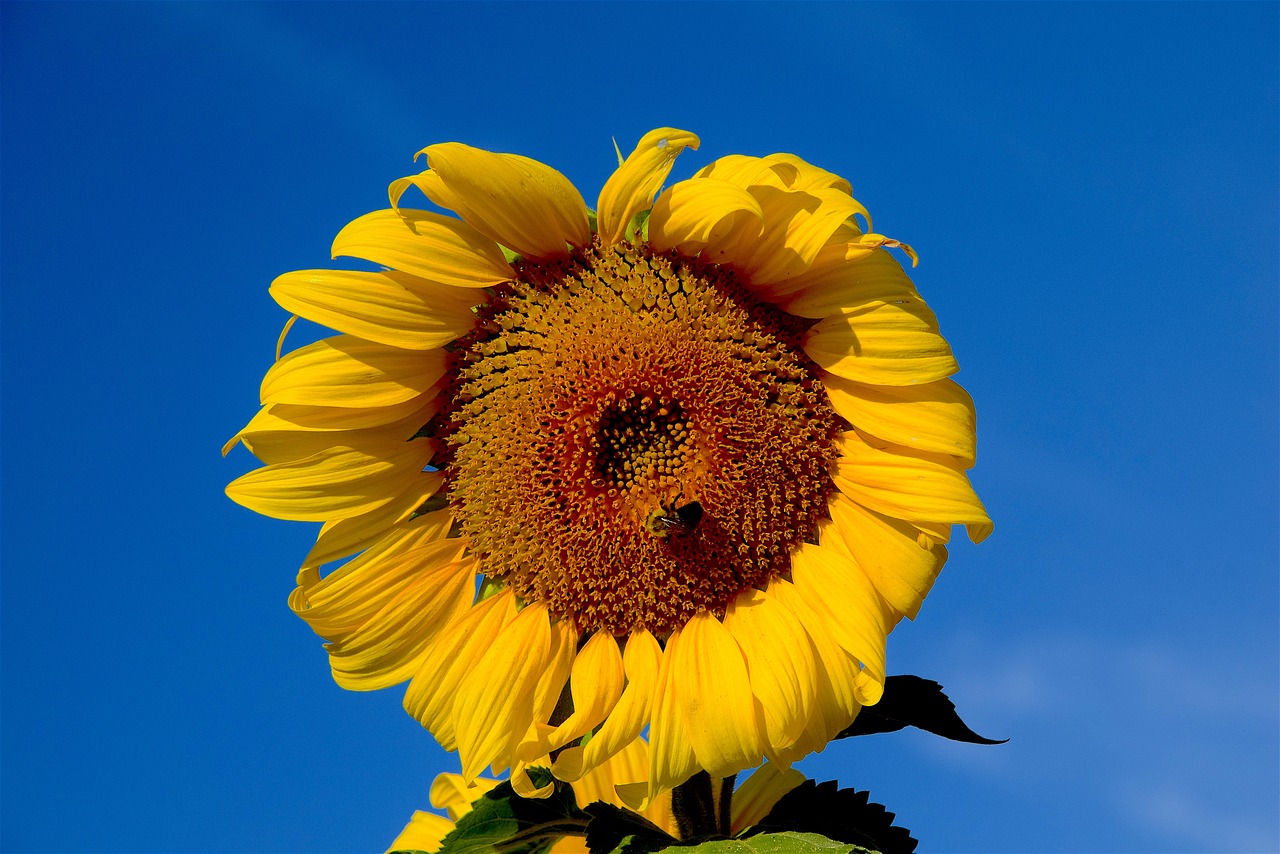 sunflower bee sky free photo