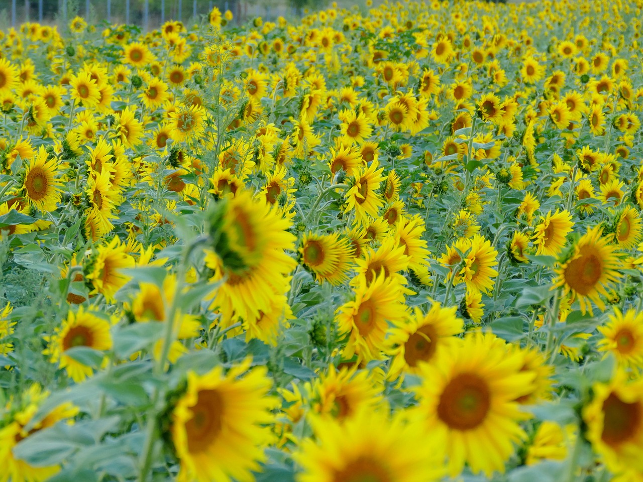 sunflower sunflower field yellow free photo