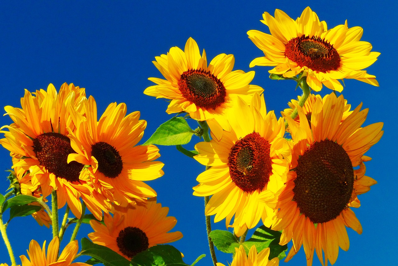 sunflower flower meadow bee free photo