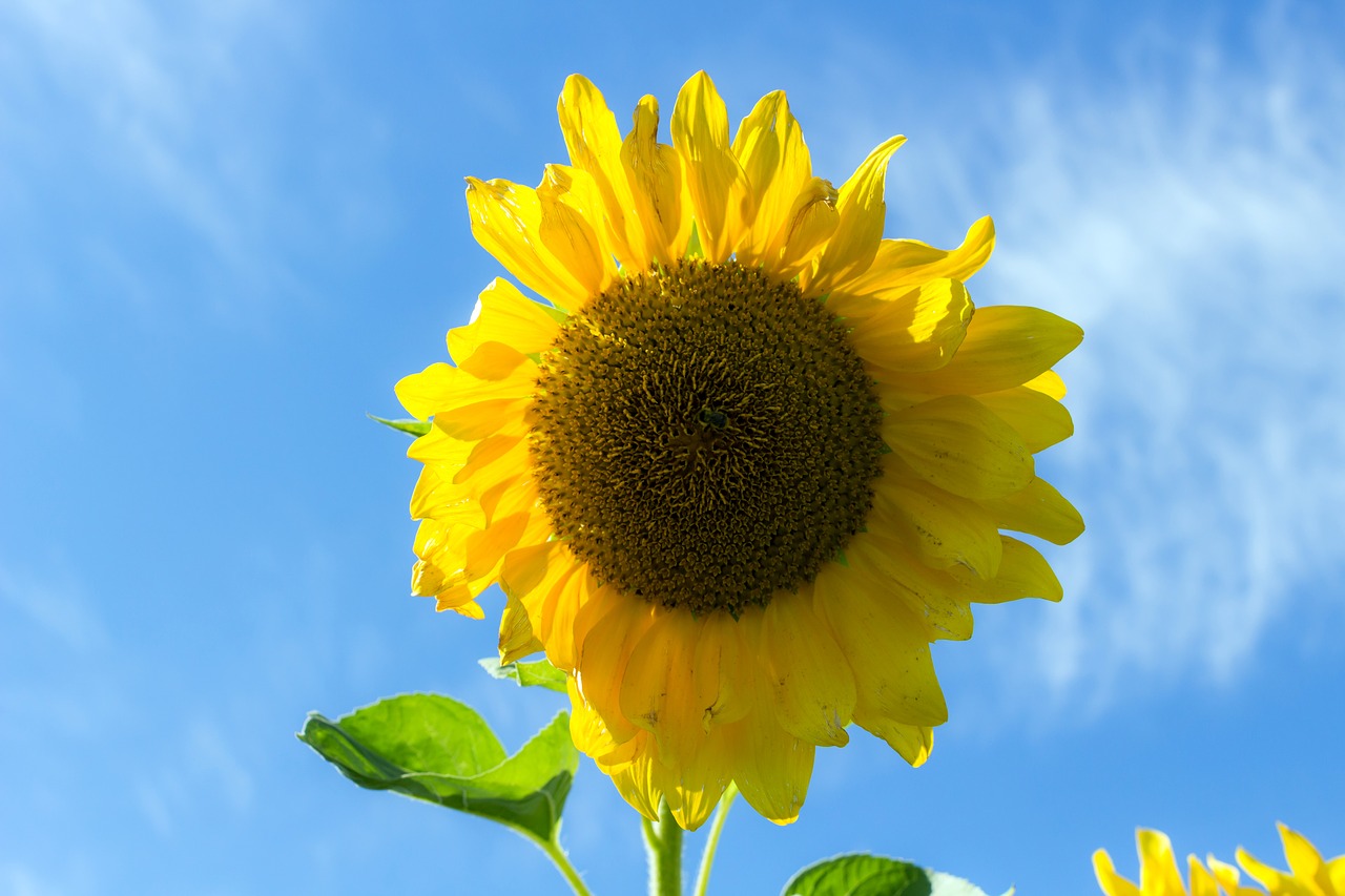 sunflower summer sky free photo