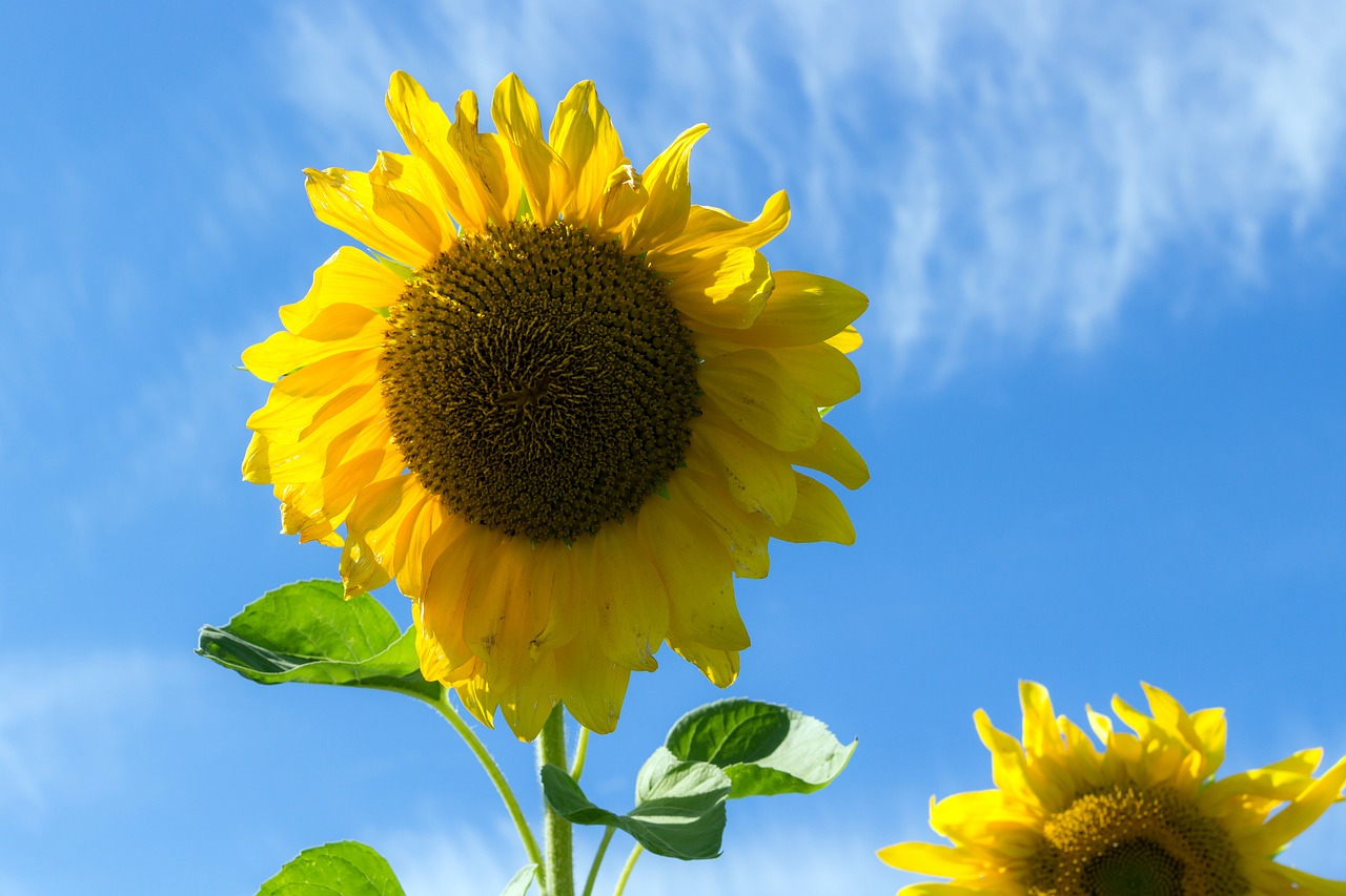 sunflower summer sky free photo