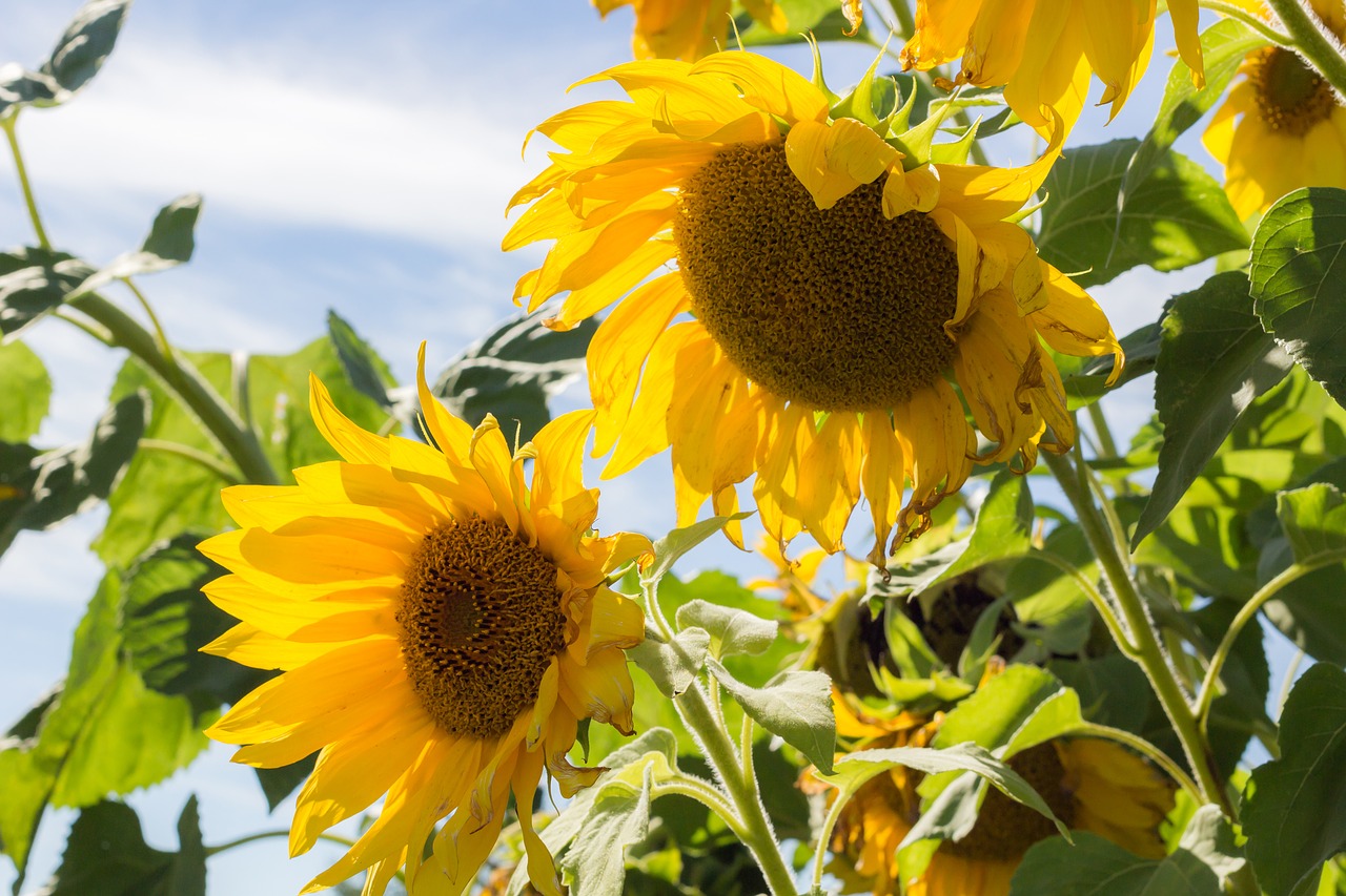 sunflower summer sky free photo