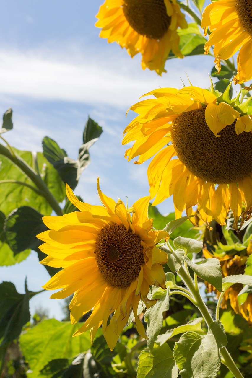 sunflower summer sky free photo