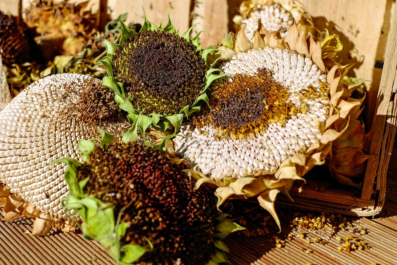 sunflower stranded tramples over seeds free photo