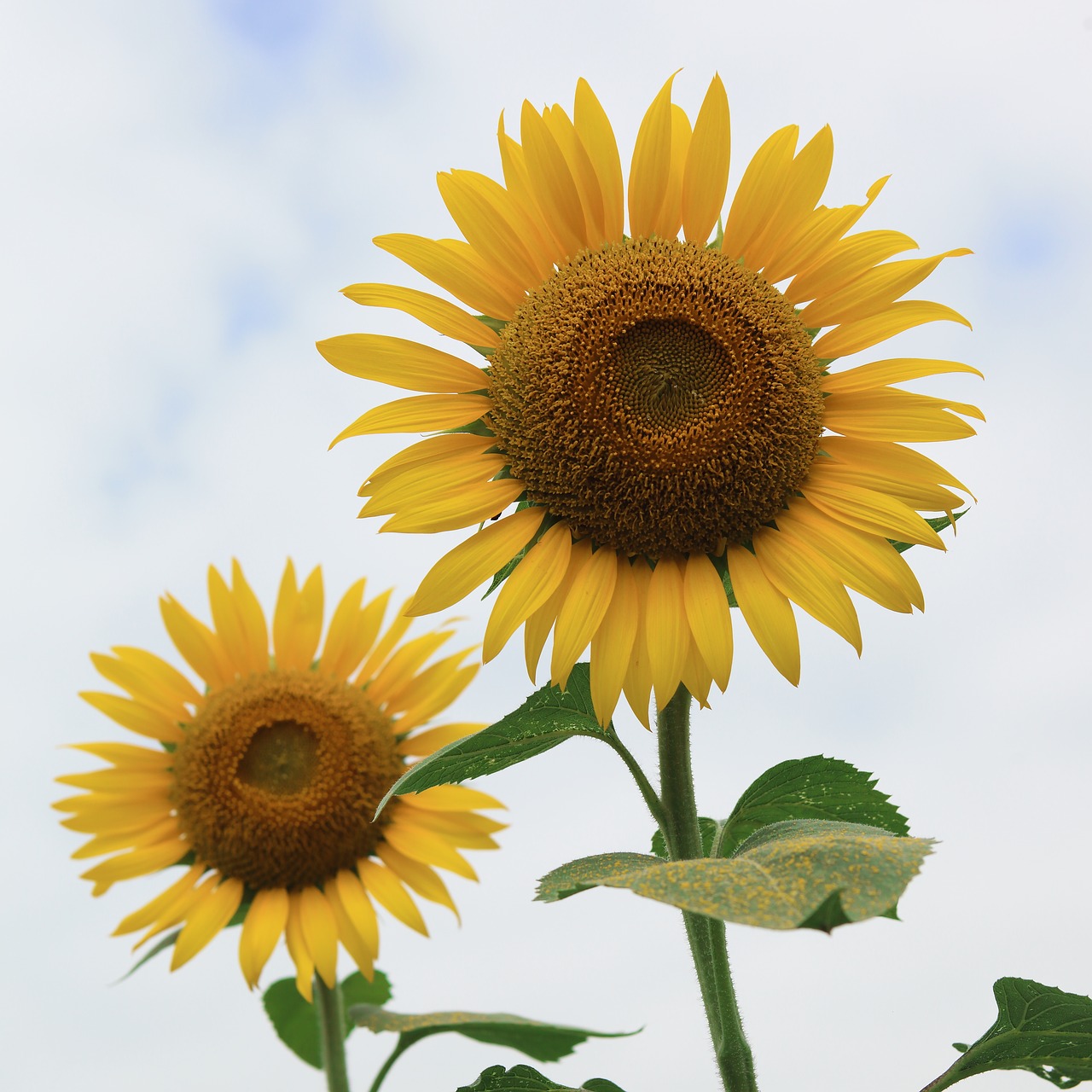 sunflower summer flowers flowers free photo