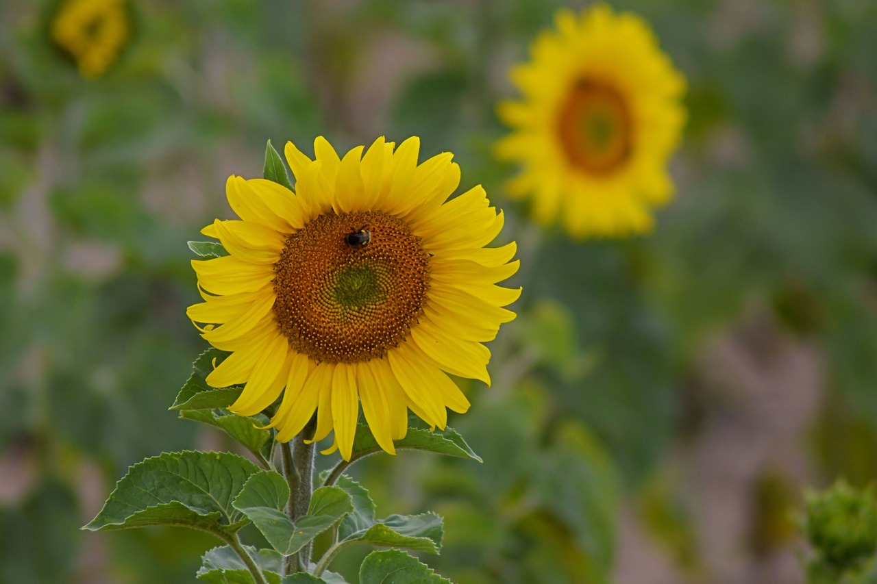 sunflower blossom bloom free photo