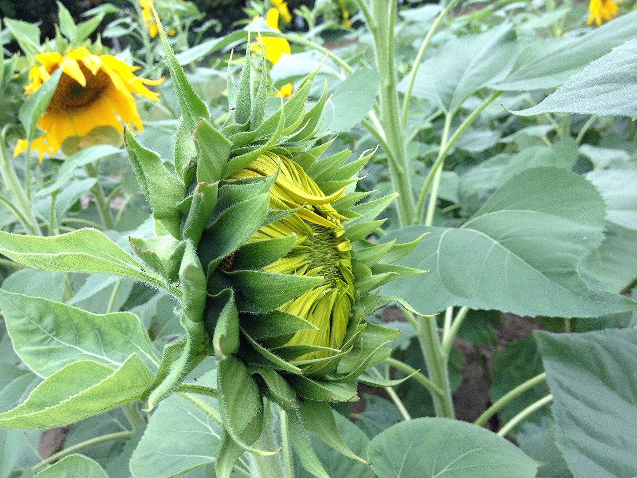 sunflower flower yellow free photo